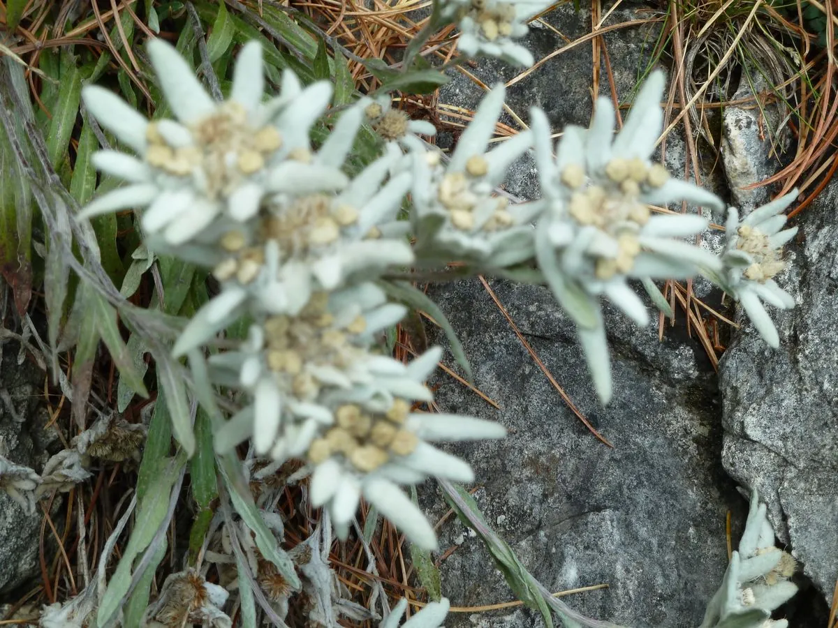 Edelweiß zwischen Felsen