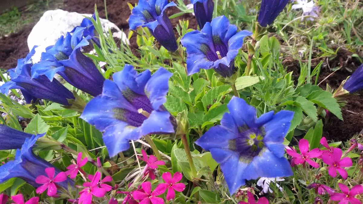 Blauer Enzian und rosa Blüten