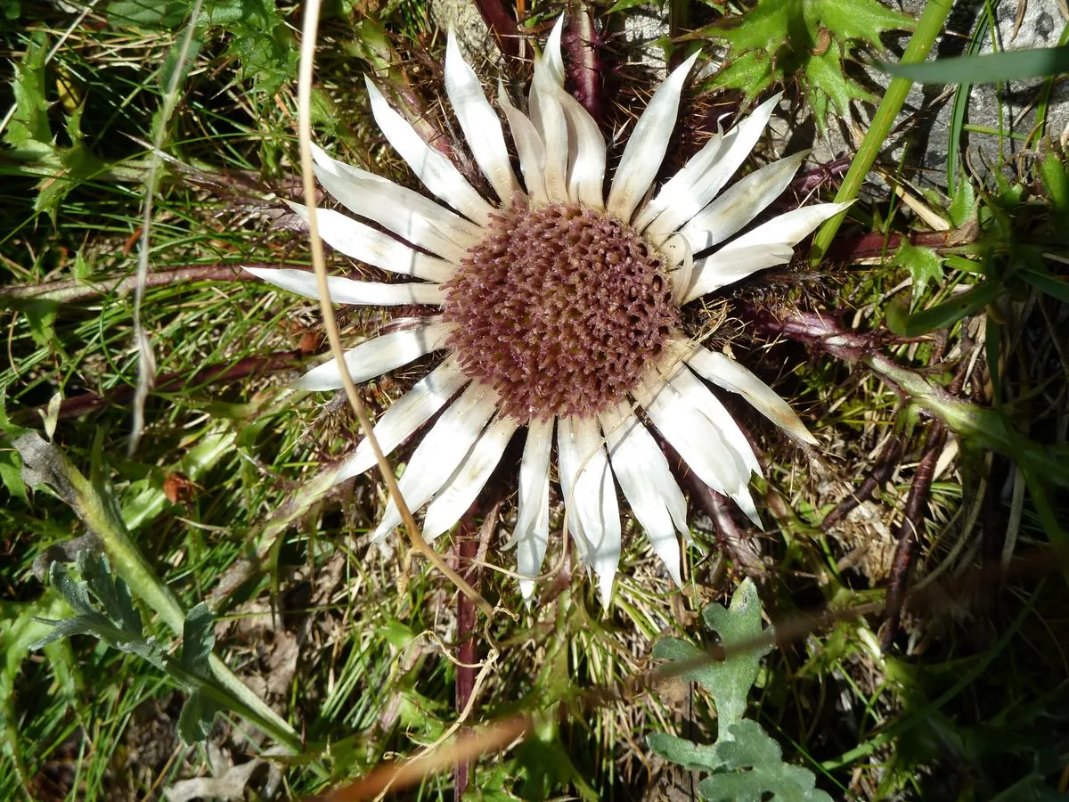 Silberdistel